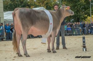 k-AR8I4443 Junior Miss BV GoldHill Norwin ATACAMA Pfulg Koni und Felder Pascal